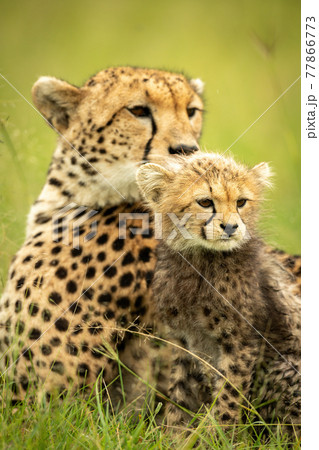 Close-up of cheetah mother lying with cub 77866773