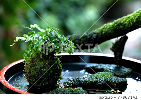 庭を背景にアジアンタムを植え付けた苔玉を盆に飾る 77867143