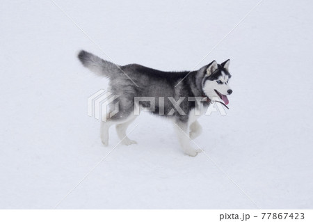 Cute Siberian Husky Puppy Walking On A White Snow の写真素材
