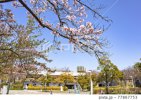 新潟市白山公園の桜 (新潟県民会館前) 77867753