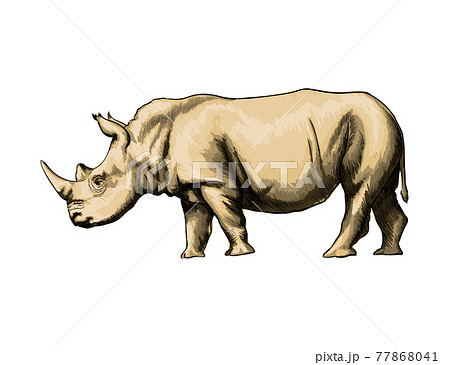 Rhinoceros From A Splash Of Watercolor Colored のイラスト素材