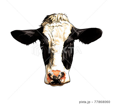Black And White Cow Head Portrait From A Splash のイラスト素材