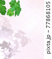 葉と影 77868105