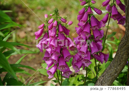 5月 葛飾105ジギタリス(キツネノテブクロ)・オオバコ科・水元公園グリーンプラザ 5月 葛飾105ジギタリス(キツネノテブクロ)・オオバコ科・水元公園グリーンプラザ 77868495
