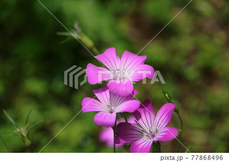 5月 葛飾103ムギセンノウ(麦仙翁・麦撫子)・ナデシコ科・水元公園グリーンプラザ 5月 葛飾103ムギセンノウ(麦仙翁・麦撫子)・ナデシコ科・水元公園グリーンプラザ 77868496