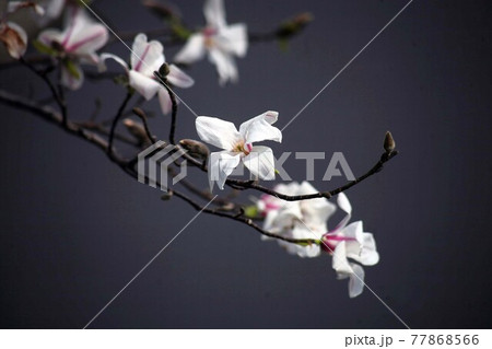 日陰に咲く、白いコブシの花 日陰に咲く、白いコブシの花 77868566