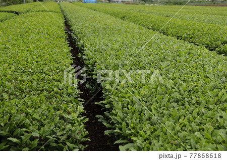 茶畑(東京都あきる野市) 茶畑(東京都あきる野市) 77868618