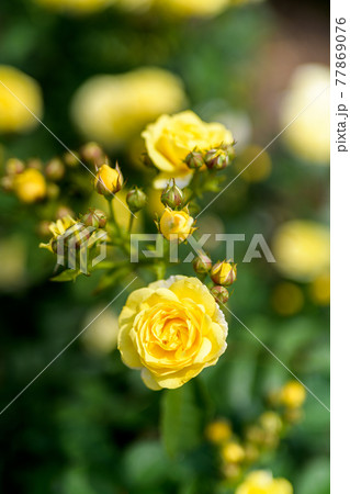 春の庭園 77869076