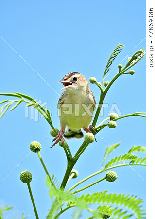 野鳥／ひばり 77869086