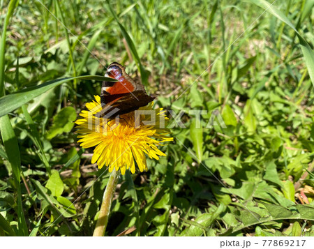 Beautiful brown natural butterfly cabbage sits on a yellow dandelion flower on green grass Beautiful brown natural butterfly cabbage sits on a yellow dandelion flower on green grass 77869217