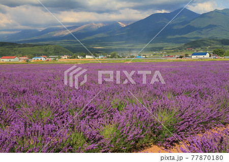 【北海道】中富良野町ラベンダーイースト 77870180