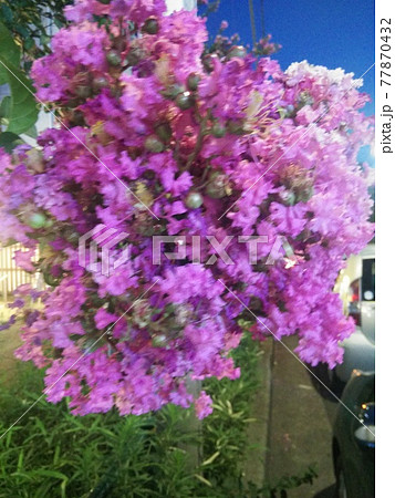 都会の街路樹として生きるピンクのブーゲンビリアの写真素材 都会の街路樹として生きるピンクのブーゲンビリアの写真素材