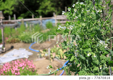 ソラマメの花 ソラマメの花 77870818