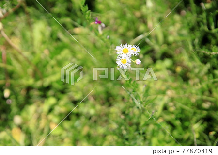 ヒメジョオンの花 77870819