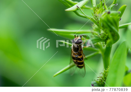 ナミホシヒラタアブ 77870839