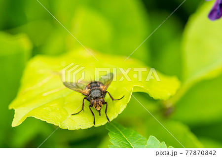 セスジハリバエ 77870842