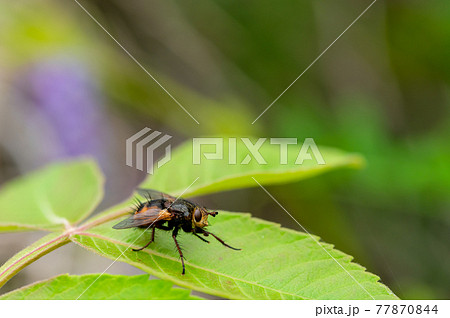 セスジハリバエ セスジハリバエ 77870844
