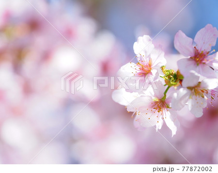 北海道の桜 エゾヤマザクラ 北海道の桜 エゾヤマザクラ 77872002