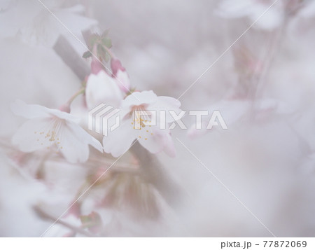 ソメイヨシノ 77872069