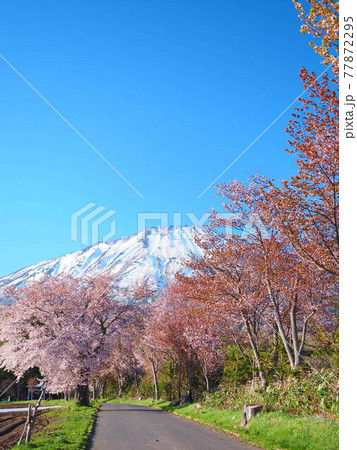 北海道の絶景 真狩神社の桜並木と羊蹄山風景 77872295