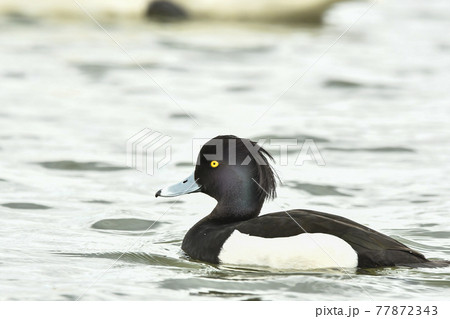 キンクロハジロ キンクロハジロ 77872343