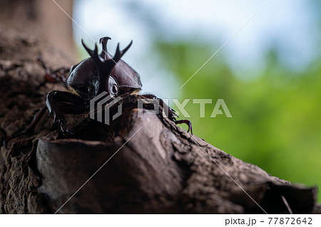 森で木にしがみ付くオスのカブトム 森で木にしがみ付くオスのカブトム 77872642