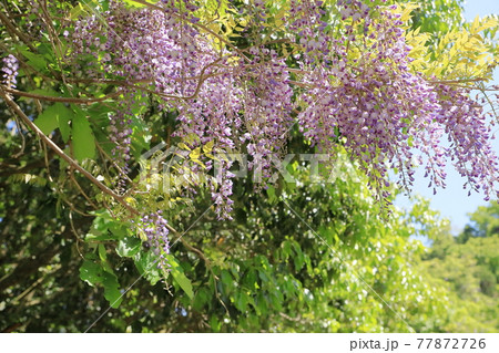 ヤマフジの花の写真素材