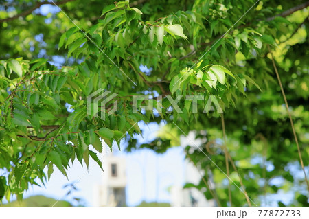 ハナイカダの葉 77872733
