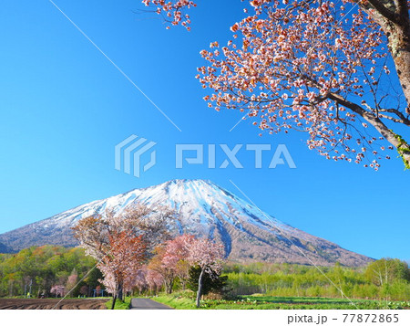 北海道の絶景 真狩神社の桜並木と羊蹄山風景 77872865