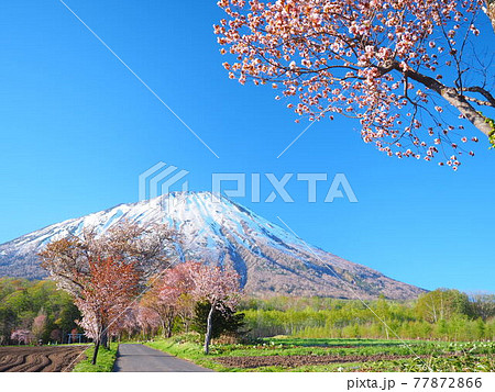 北海道の絶景 真狩神社の桜並木と羊蹄山風景 北海道の絶景 真狩神社の桜並木と羊蹄山風景 77872866