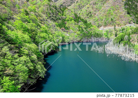 湯西川湖の新緑 湯西川湖の新緑 77873215