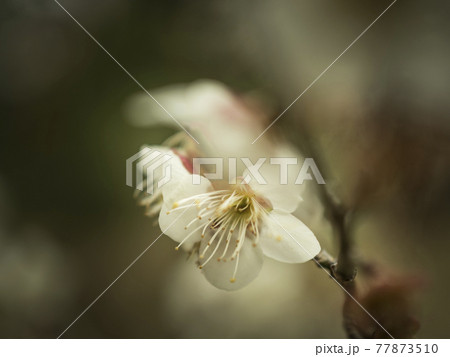 梅の花の白い世界【花・植物】 梅の花の白い世界【花・植物】 77873510