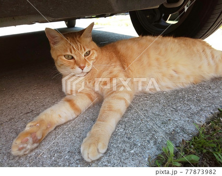 茶トラ猫 にゃんこ キャット 茶トラ猫 にゃんこ キャット 77873982