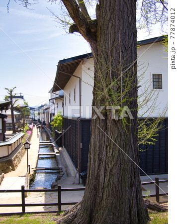 大きな木と水路のある風景 大きな木と水路のある風景 77874012