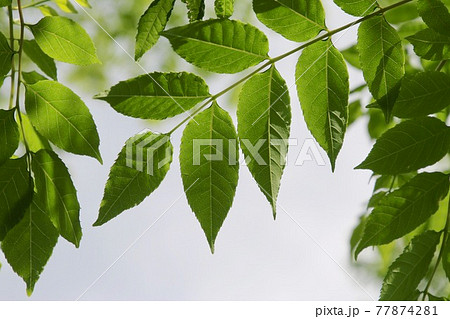 ニガキの葉・新緑（広葉樹） 77874281