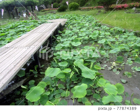 千葉公園のオオガハスの大きい葉 千葉公園のオオガハスの大きい葉 77874389