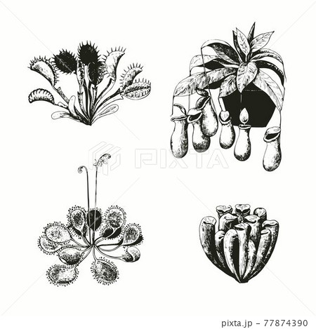 Set of carnivorous plants. Vector illustration. Set of carnivorous plants. Vector illustration. 77874390