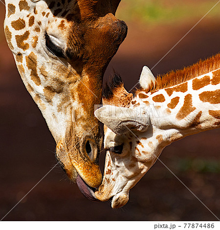 お母さんに甘えるキリンの赤ちゃんの写真素材