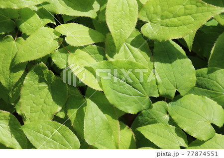 イカリソウ・薬草（メギ科） 77874551