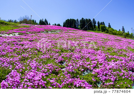 青空と芝桜 秋田県横手市 青空と芝桜 秋田県横手市 77874604