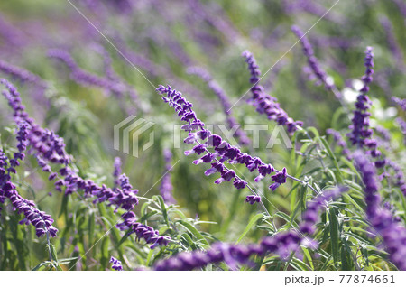 ハーブ園にメキシカンセージ アメジストセージ又はサルビア レウカンサ の花が咲いています の写真素材