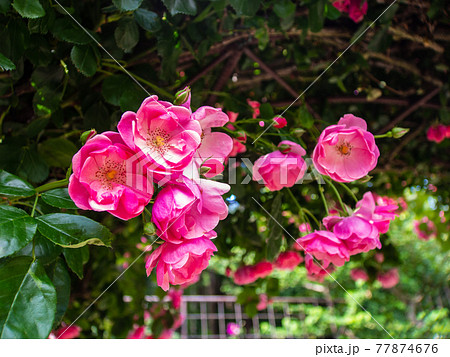 春の庭園に咲くバラの花 春の庭園に咲くバラの花 77874676