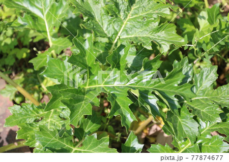 アザミ(キツネノマゴ科) アザミ(キツネノマゴ科) 77874677