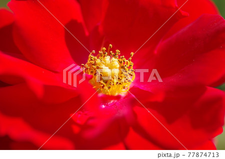 薔薇園に赤いバラが咲いています。このバラの名前はマイナーフェアーです。 77874713