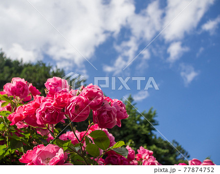 春の庭園に咲くバラの花 春の庭園に咲くバラの花 77874752