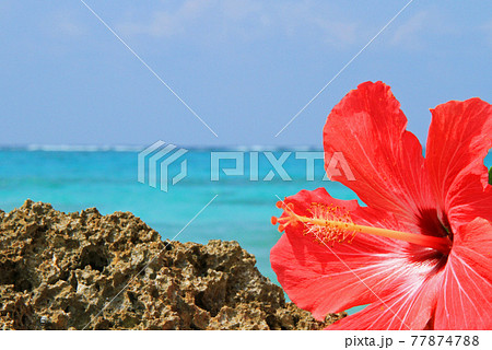 沖縄の美しい海とハイビスカス　 77874788