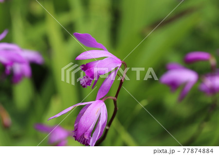 春の公園に咲くシランのピンクの花 春の公園に咲くシランのピンクの花 77874884