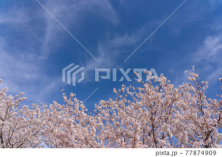 青空に映える桜の枝　ソメイヨシノ 77874909