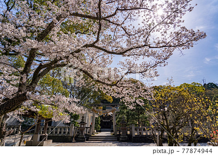 山口県萩市 松陰神社内にある松門神社の鳥居と桜 山口県萩市 松陰神社内にある松門神社の鳥居と桜 77874944
