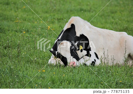 牧場の風景・ホルスタイン 77875135